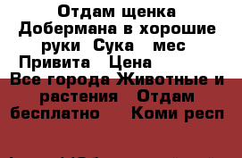 Отдам щенка Добермана в хорошие руки. Сука 5 мес. Привита › Цена ­ 5 000 - Все города Животные и растения » Отдам бесплатно   . Коми респ.